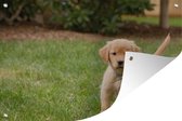 Tuinposter - Tuindoek - Tuinposters buiten - Golden Retriever pup in het groene gras - 120x80 cm - Tuin