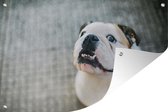 Tuindecoratie Hond - Bulldog - Wit - 60x40 cm - Tuinposter - Tuindoek - Buitenposter