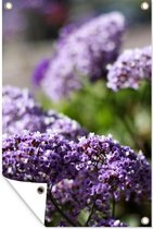 Quelques superbes fleurs de statice dans le jardin affiche de jardin 40x60 cm - petit - Toile de jardin / Toile d'extérieur / Peintures pour l'extérieur (décoration de jardin)