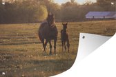 Tuinposter - Tuindoek - Tuinposters buiten - Galopperende paarden - 120x80 cm - Tuin