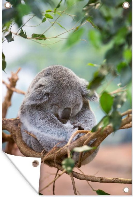 Zittende koala met bladeren Tuinposter 40x60 cm - Foto op Tuinposter (tuin decoratie)