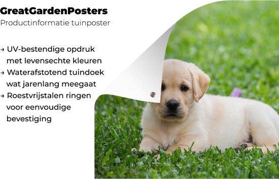 Affiche de jardin Puppy labrador dans l'herbe en vrac 120x80 cm - Toile de jardin / Toile d'extérieur / Peintures pour l'extérieur (décoration de jardin)