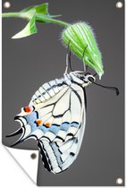 Muurdecoratie Koninginnepage vlinder op een bloemknop - 120x180 cm - Tuinposter - Tuindoek - Buitenposter