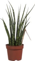 Sanseveria ↨ 40cm - hoge kwaliteit planten