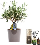 Combi: Olijf in Roma keramiek en WOO diffuser (100 ml) ↨ 40cm - planten - binnenplanten - buitenplanten - tuinplanten - potplanten - hangplanten - plantenbak - bomen - plantenspuit