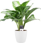 Aglaonema Silver Bay met Elho brussels white ↨ 50cm - hoge kwaliteit planten
