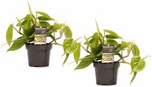 Duo Philodendron Scandens ↨ 15cm - 2 stuks - hoge kwaliteit planten