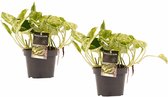Duo Scindapsus Marble Queen ↨ 25cm - 2 stuks - hoge kwaliteit planten
