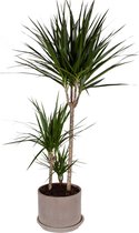 Dracaena Marginata met pot ↨ 105cm - hoge kwaliteit planten