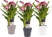 Zantedeschia Wit- Roze in Anna keramiek (3 stuks) ↨ 40cm - 3 stuks - hoge kwaliteit planten