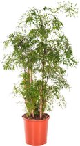 Polyscias Balfouriana ↨ 100cm - hoge kwaliteit planten