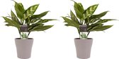 Duo 2 x Aglaonema Maria met Anna taupe ↨ 25cm - 2 stuks - hoge kwaliteit planten