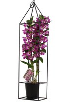 Bamboo orchid mystic purple in draadframe (BX2WO14DF) ↨ 78cm - planten - binnenplanten - buitenplanten - tuinplanten - potplanten - hangplanten - plantenbak - bomen - plantenspuit
