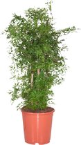 Polyscias Ming ↨ 90cm - hoge kwaliteit planten