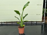 Tropictrees - Strelitzia Reginae - Paradijsvogelbloem - Kamerplant - Hoogte ca. 80cm - Binnenplant