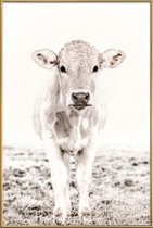 JUNIQE - Poster met kunststof lijst Blonde Cattle Maverick -13x18
