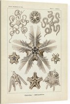 Ophiothrix - Ophiodea (Kunstformen der Natur), Ernst Haeckel - Foto op Canvas - 45 x 60 cm