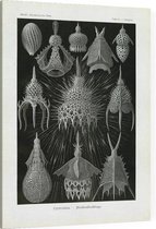 Calocyclas - Cyrtoidea (Kunstformen der Natur), Ernst Haeckel - Foto op Canvas - 45 x 60 cm