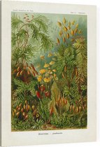 Polytrichum - Muscinae (Kunstformen der Natur), Ernst Haeckel - Foto op Canvas - 45 x 60 cm