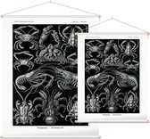 Parthenope - Decapoda (Kunstformen der Natur), Ernst Haeckel - Foto op Textielposter - 45 x 60 cm