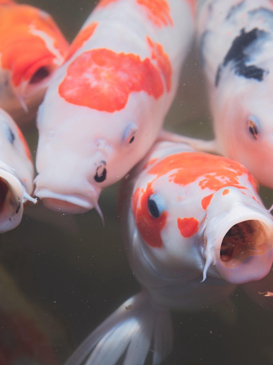 Koi-karper C los doek 80x105 cm - Tuindoek / Schilderij voor buiten / Tuindecoratie