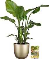 Pokon Powerplanten Strelitzia Nicolai 110 cm ↕ - Kamerplanten - in Pot (Mica Tusca, Goud) - Paradijsvogelplant - met Plantenvoeding / Vochtmeter