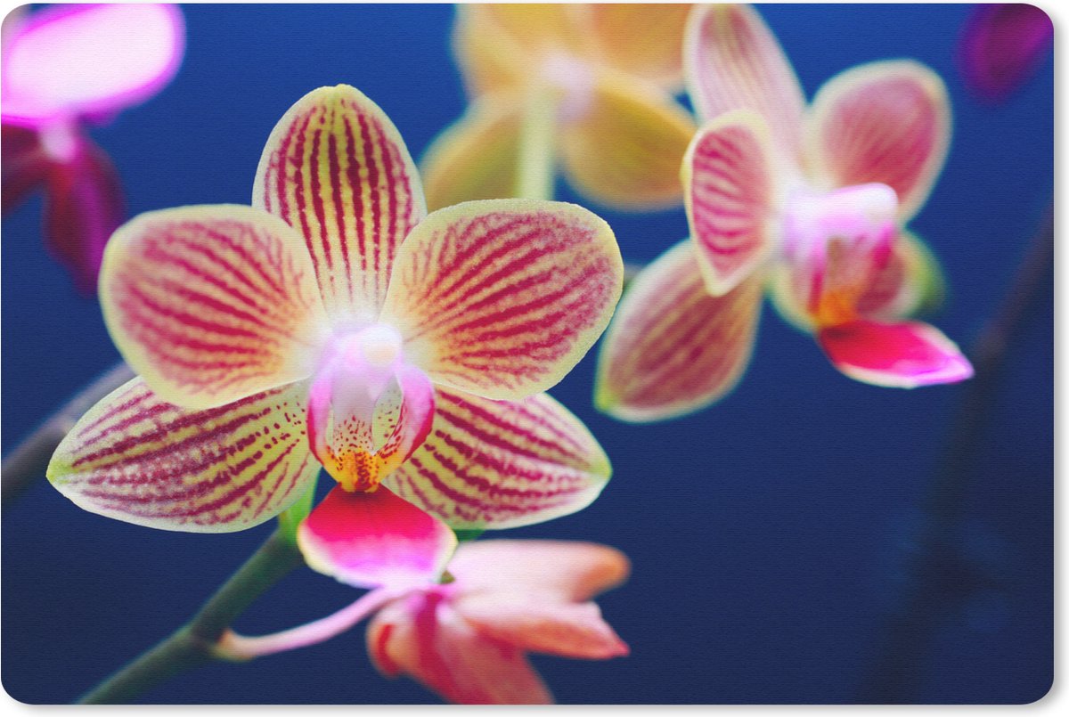 Muismat Orchidee - Tegen Orchid muismat rubber - 27x18 cm - Muismat met foto
