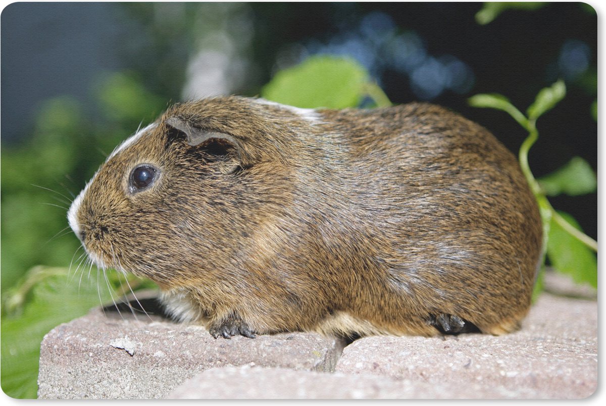 Muismat Cavia - Guinee-portret cavia muismat rubber - 27x18 cm - Muismat met foto