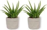 2x Kamerplant Aloë Vera – ±  25 cm hoog – 12cm diameter - in grijze sierzak