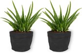 2x Kamerplant Aloë Vera – ±  25 cm hoog – 12cm diameter - in zwarte sierzak