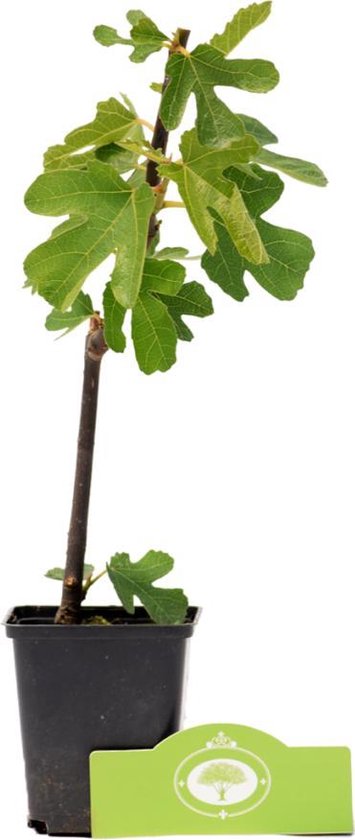 Ficus carica 'Brown Turkey' Pot 9 cm, figuier, figuier, pour jardin,  potager, terrasse... | bol.com