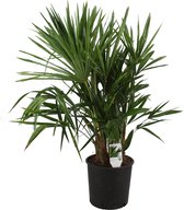 ZynesFlora.nl – Trachycarpus Fortunei - Kamerplant - Ø 24 cm - ↕ Hoogte: 90-100 cm – Chinese Waaierpalm – Chinese Henneppalm - Buitenplant - Tuinplant - Winterhard