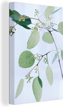 Canvas Schilderij Eucalyptustakken met bladeren - 40x60 cm - Wanddecoratie