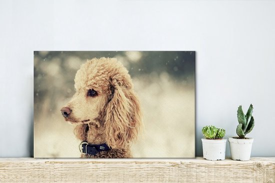 Caniche Witte dans la neige 30x20 cm - petit - Tirage photo sur toile (Décoration murale salon / chambre) / Peintures sur toile pour Animaux domestiques