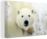 Canvas Schilderij IJsbeer - Sneeuw - Wit - 90x60 cm - Wanddecoratie