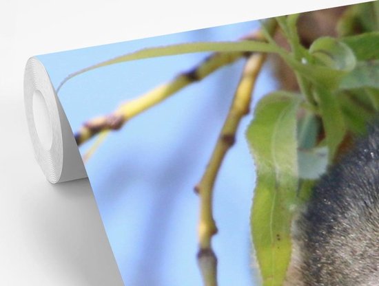 Papier peint Papier peint photo Singe écureuil - Singe écureuil mâchant une branche Papier fotobehang photo vinyle largeur 240 cm x hauteur 240 cm - Tirage photo sur papier peint vinyle (disponible en 7 tailles) - Chambre / salon / bureau