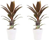 Decorum Duo 2x Cordyline Rumba avec Anna blanc – ↨ 40cm – ⌀ 12cm