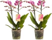 Phalaenopsis multiflora – ↨ 50cm – ⌀ 12cm