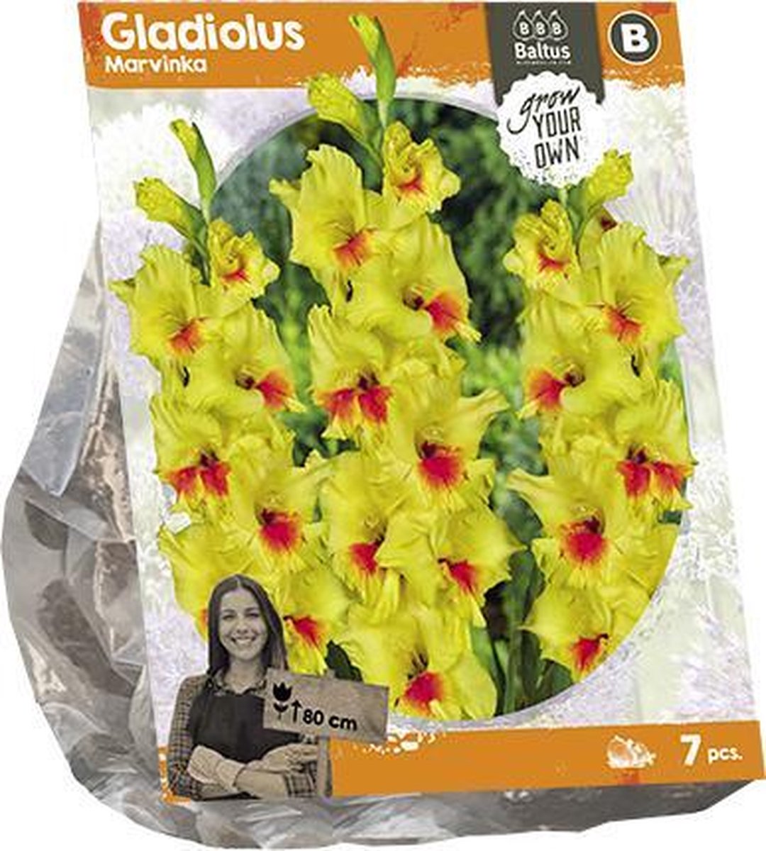 Gladiolus Marvinka (SP) per 7 | zomerbloeier | geel