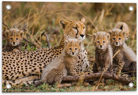 Tuinposter – Cheeta met Welpjes - 60x40cm Foto op Tuinposter  (wanddecoratie voor buiten en binnen)