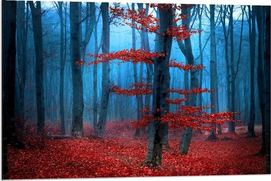 Dibond - Rode Bladeren aan Bomen in Bos - 90x60cm Foto op Aluminium (Met Ophangsysteem)