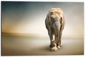 Dibond - Sjokkende Olifant - 60x40cm Foto op Aluminium (Wanddecoratie van metaal)