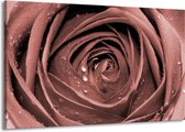 Peinture | Peinture sur toile fleur, rose | Marron, rouge | 140x90cm 1 Liège | Tirage photo sur toile