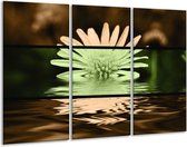 Glasschilderij Bloem - Groen, Bruin, Zwart - 120x80cm 3Luik - Foto Op Glas - Geen Acrylglas Schilderij - GroepArt 6000+ Glas Art Collectie - Maatwerk Mogelijk