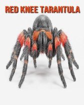 Red Knee Tarantula