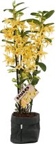 Mama's Planten - Dendrobium Bamboo - Sparkling Champagne - Zwarte Sizo Bag - Orchidee - Geeft Sfeer En Kleur - ↨ 50cm - ⌀ 15cm