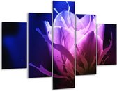 Glasschilderij -  Tulp - Blauw, Paars, Roze - 100x70cm 5Luik - Geen Acrylglas Schilderij - GroepArt 6000+ Glasschilderijen Collectie - Wanddecoratie- Foto Op Glas