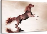 Schilderij Op Canvas - Groot -  Paard - Sepia, Bruin - 140x90cm 1Luik - GroepArt 6000+ Schilderijen Woonkamer - Schilderijhaakjes Gratis