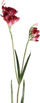 PTMD  garden bloem red freesia tak