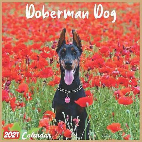 Doberman Dog 2021 Calendar, 18 Months Wall Calendars 9798699045860